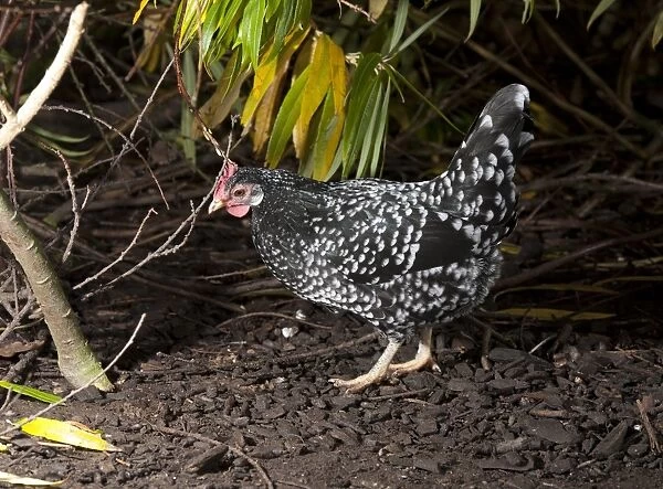 Domestic Chicken, Ancona hen, standing, Whitewell, Lancashire, England, november