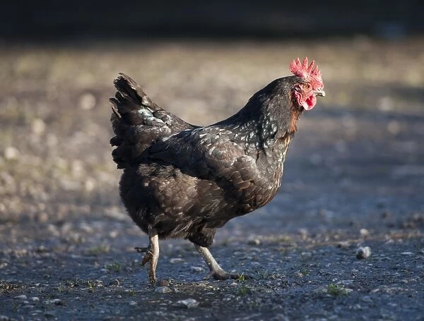 Domestic Chicken, Black Rock hen, walking in farmyard, Chipping, Lancashire, England, november