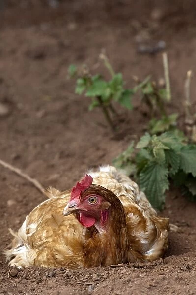 Domestic Chicken, free-range hen, dust bathing, England, july