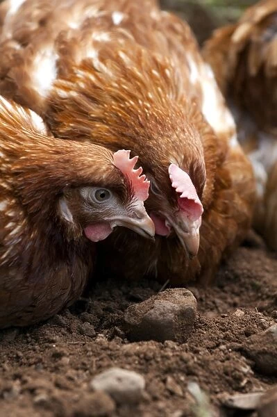 Domestic Chicken, free-range hens, dust bathing, Cumbria, England, july