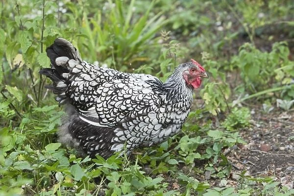 Domestic Chicken, Silver-laced Wyandotte, freerange hen, standing, Essex, England, august