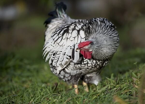 Domestic Chicken, Silver-laced Wyandotte bantam cockerel, preening, Whitewell, Lancashire, England, december