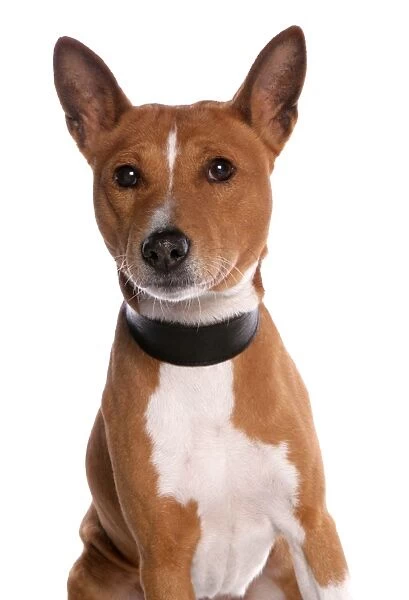 Domestic Dog, Basenji, adult male, with collar, close-up of head