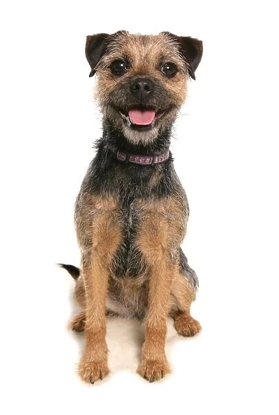 Domestic Dog, Border Terrier, puppy, sitting, panting
