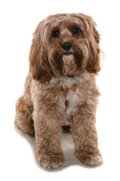 Prints of Domestic Dog Cockerpoo Cocker Spaniel x Poodle adult sitting with collar and tag