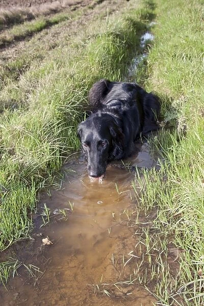 Domestic Dog, Flat-coated Retriever, black variety, adult, drinking from muddy puddle at edge of field, England