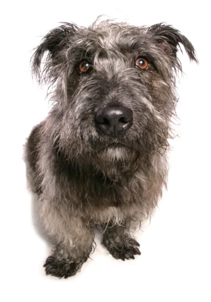 Domestic Dog, Glen of Imaal Terrier, adult, sitting