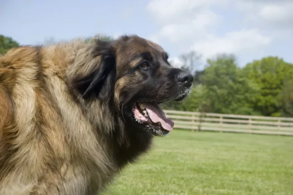 Domestic Dog, Leonberger, adult male, close-up of head, on garden lawn, England, may