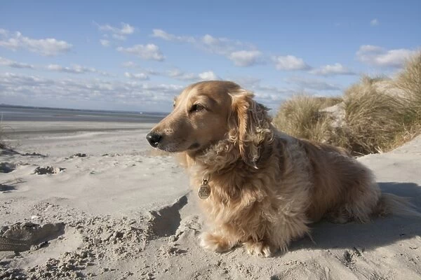 Domestic Dog, Long-haired Miniature Dachshund, adult, sitting on beach, West Wittering, Manhood Peninsula, West Sussex