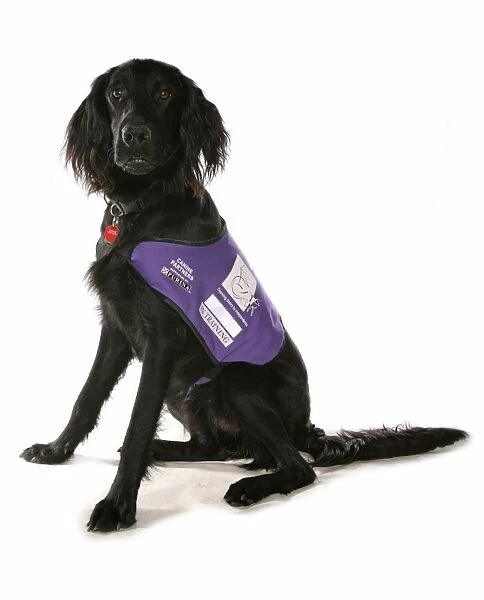 Domestic Dog, mongrel, adult, assistance dog in training, sitting, with collar and tag