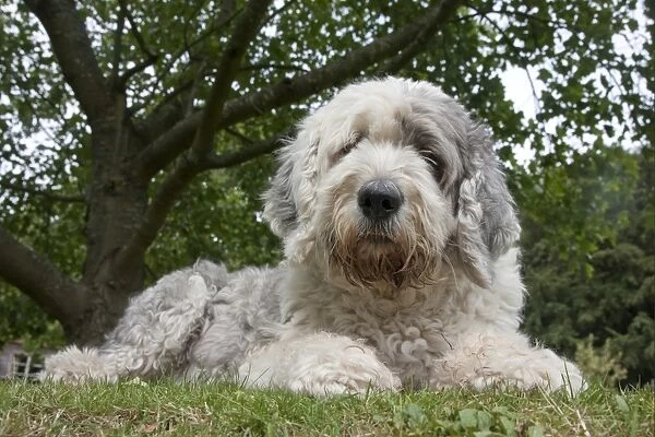 Domestic Dog, Old English Sheepdog, young female, resting on grass, England, september