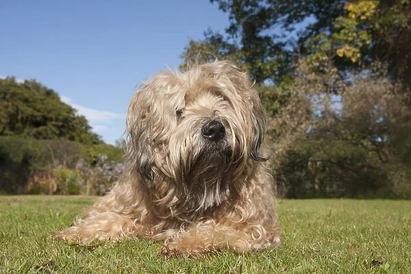 Domestic Dog, Soft-coated Wheaten Terrier, adult, laying on grass in garden, England, October