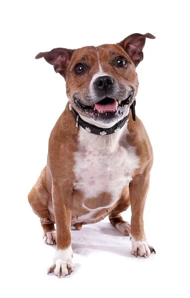 Domestic Dog, Staffordshire Bull Terrier, adult male, with collar, sitting