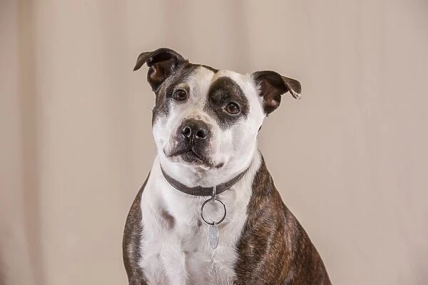 Domestic Dog, Staffordshire Bull Terrier, adult male, close-up of head and chest