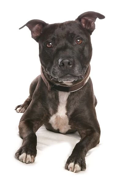 Domestic Dog, Staffordshire Bull Terrier, adult, laying