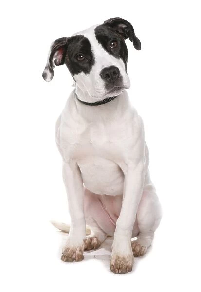 Domestic Dog, Staffordshire Bull Terrier type, puppy, sitting