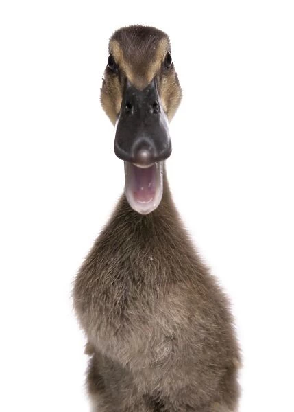 Domestic Duck, Indian Runner Duck, duckling, close-up of head, calling