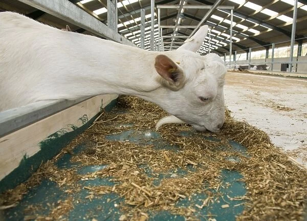 Domestic Goat, Saanen nanny, close-up of head, feeding at feed barrier in yard, Yorkshire, England, September