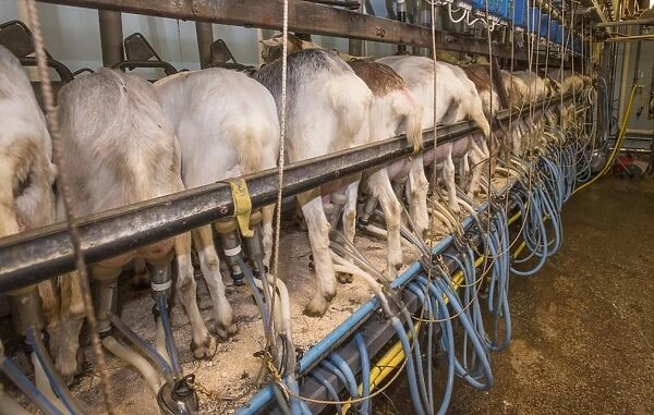 Domestic Goat, Saanen, Toggenburg and British Alpine nanny goats, herd being milked in milking parlour, Lancashire