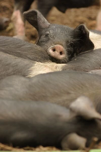 Domestic Pig, British Saddleback piglets, resting together, on organic farm, West Yorkshire, England, july