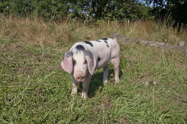 Domestic Pig, Gloucester Old Spot piglet, standing, freerange on smallholding, Kent, England, july
