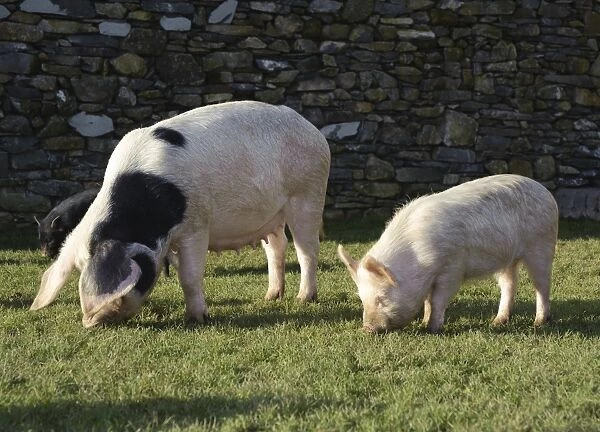 Domestic Pig, Gloucester Old Spot sow, with smaller selectively bred Micro Pig, part of micro pig breeding process, Cumbria, England, november