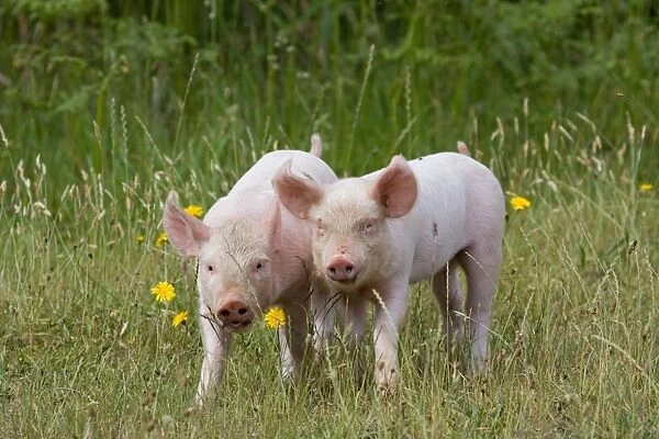 Domestic Pig, Large White x Landrace x Duroc, freerange piglets, standing, on outdoor unit, England, june