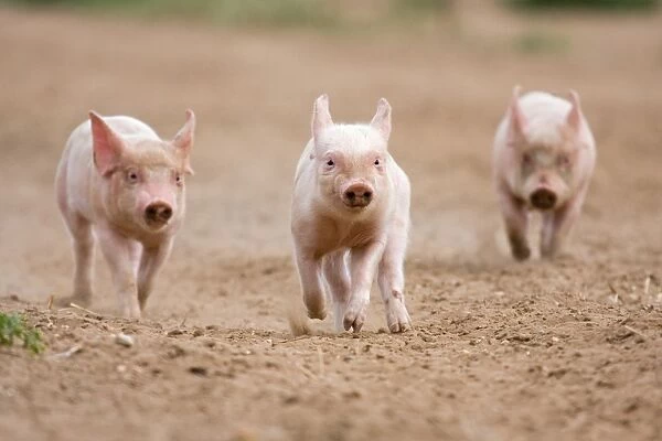 Domestic Pig, Large White x Landrace x Duroc, three freerange piglets, running, on outdoor unit, England, june