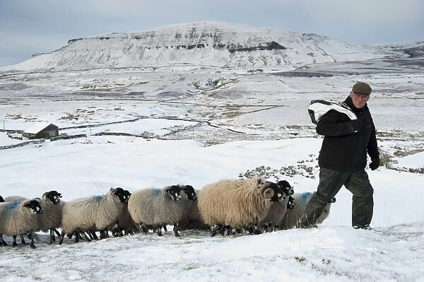 Domestic Sheep, Dalesbred, flock, with shepherd leading on snow covered moorland, near Pen-y-ghent