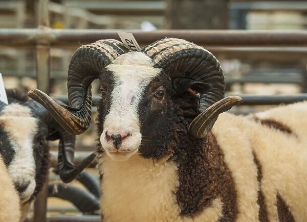Domestic Sheep, Jacob Sheep, ewe, close-up of head, in pen at livestock market, Carlisle Livestock Market, Cumbria