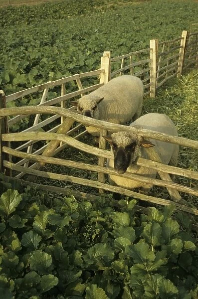 Domestic Sheep, Shropshire, two adults, folded on roots, Shropshire, England, october