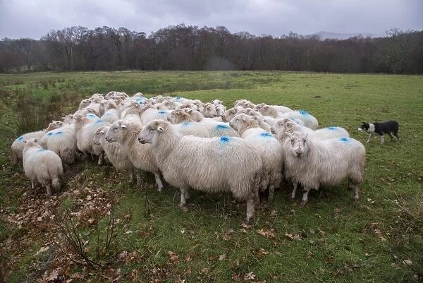 Domestic Sheep, Welsh Mountain ewes, flock herded by collie sheepdog in pasture on hill farm, near Conwy, Clwyd