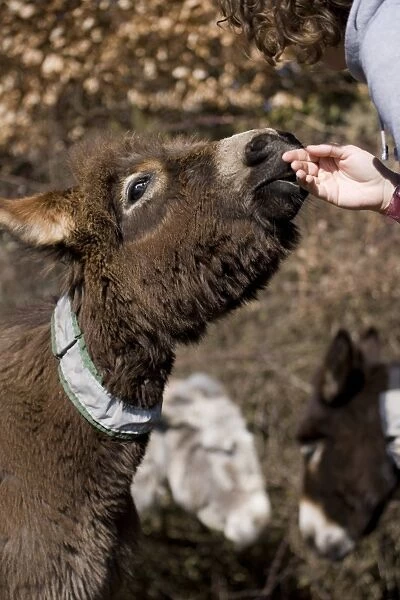 Donkey, adult male, with reflective collar on neck, being stroked by woman, New Forest, Hampshire, England, march