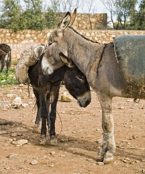 Donkey, two adults, standing together at rural market, near Essaouira, Morocco, february