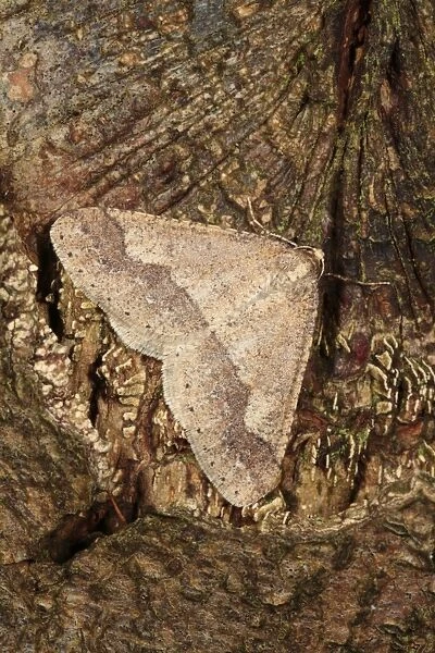 Dotted Border Moth (Agriopis marginaria) adult, resting on Oak (Quercus sp. ) tree, Powys, Wales, february