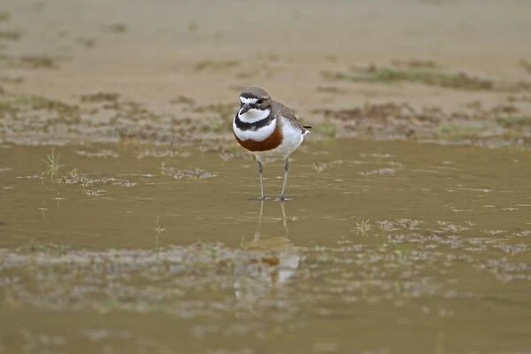 Double-banded Plover (Charadrius bicinctus) adult, breeding plumage, standing in shallow water, New Zealand, november