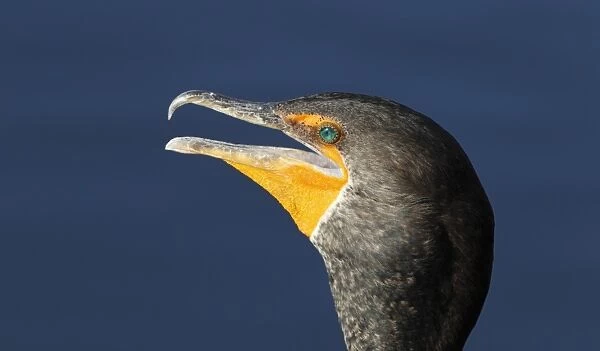 Double-crested Cormorant (Phalacrocorax auritus) adult, non-breeding plumage, close up of head, with beak open