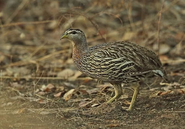 Double-spurred Francolin (Pternistis bicalcaratus bicalcaratus) adult, standing in dry bush, Mole N. P. Ghana, February