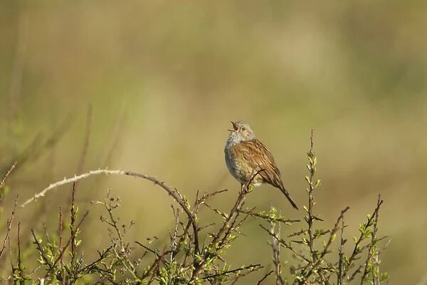 Dunnock (Prunella modularis) adult, singing, perched on twig, Guernsey, Channel Islands, May
