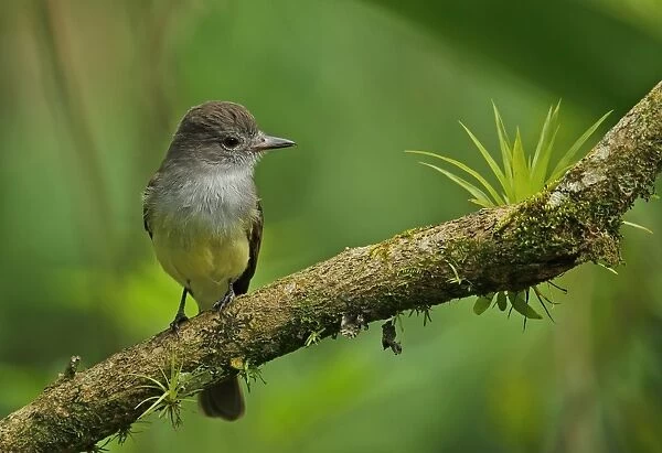 Dusky-capped Flycatcher (Myiarchus tuberculifer nigricapillus) adult, perched on branch, Canopy Lodge, El Valle