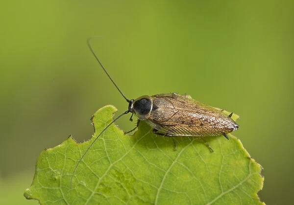 Dusky Cockroach (Ectobius lapponicus) adult male, resting on leaf, Romania, June