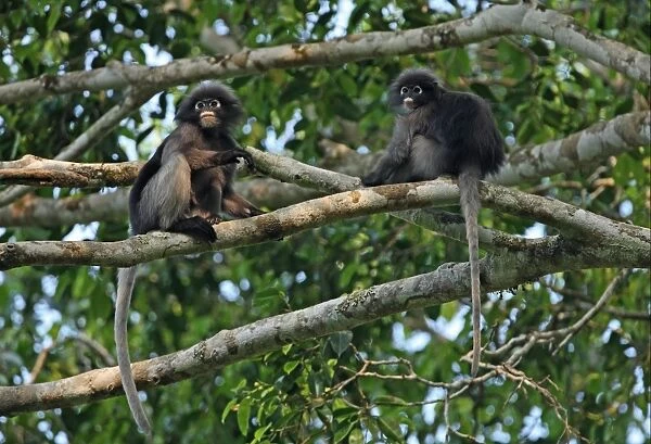Dusky Leaf Monkey (Trachypithecus obscurus) adult female with juvenile, sitting on tree branches, Kaeng Krachan N. P. Thailand, february