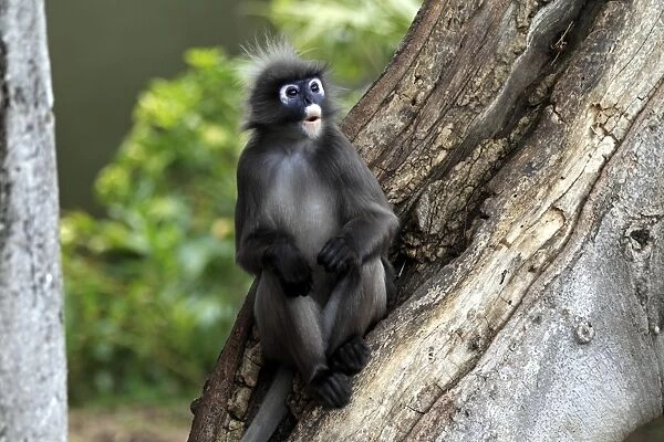 Dusky Leaf Monkey (Trachypithecus obscurus) adult male, sitting on tree trunk (captive)