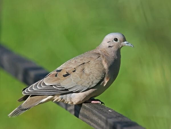 Eared Dove (Zenaida auriculata) adult, perched on wooden railing, Vicente Lopez, Buenos Aires Province, Argentina, july