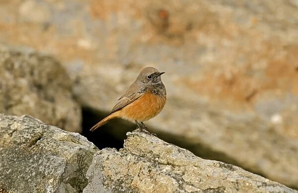 Eastern Black Redstart (Phoenicurus ochruros phoenicuroides) adult male, vagrant, perched on rock, Holy Island