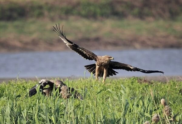 Eastern Imperial Eagle (Aquila heliaca) two juveniles, taking off from edge of reedbed, Mai Po Nature Reserve, Hong Kong, China, december