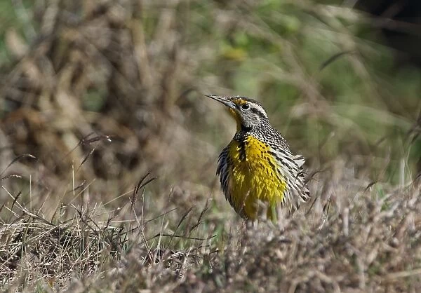 Eastern Meadowlark (Sturnella magna hippocrepis) adult, breeding plumage, with feathers puffed up, standing in grass