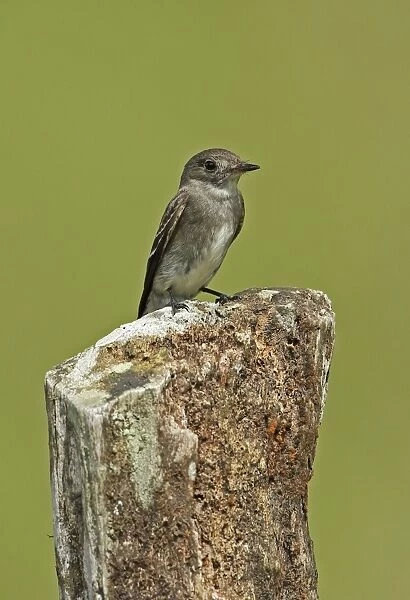 Eastern Wood-pewee (Contopus virens) adult, perched on fencepost, El Valle, Panama, October