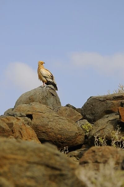 Egyptian Vulture (Neophron percnopterus) adult, standing on rocks in desert habitat, Socotra, Yemen, march