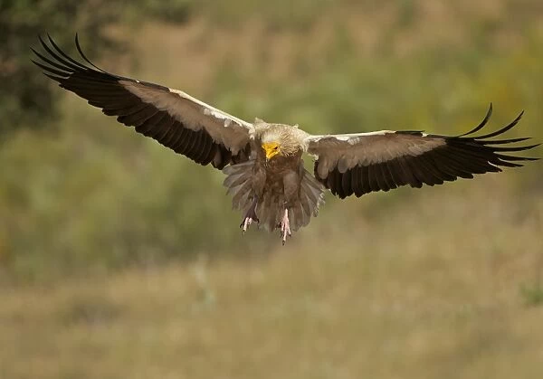 Egyptian Vulture (Neophron percnopterus) adult, in flight, Extremadura, Spain, May